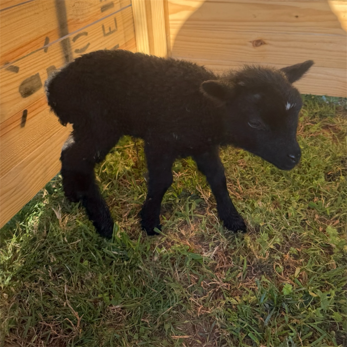 Shadow x Brownie (Ram)