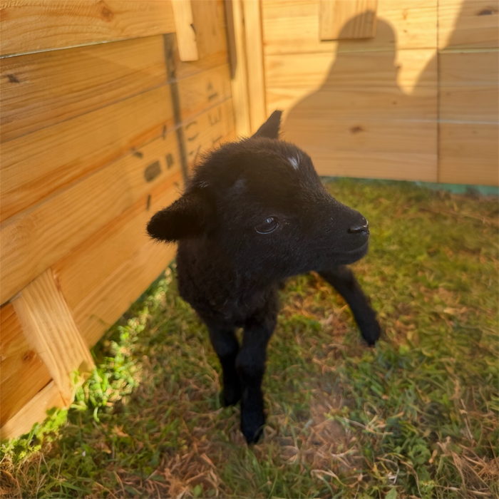 Shadow x Brownie (Ram)